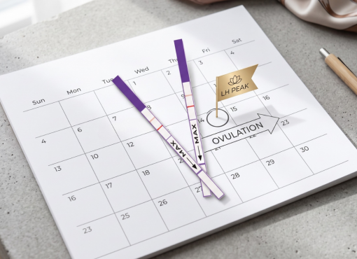 Từ chu kỳ sinh sản đến xét nghiệm dự đoán rụng trứng: Vai trò của hormone LH và ứng dụng READY TIME Strip