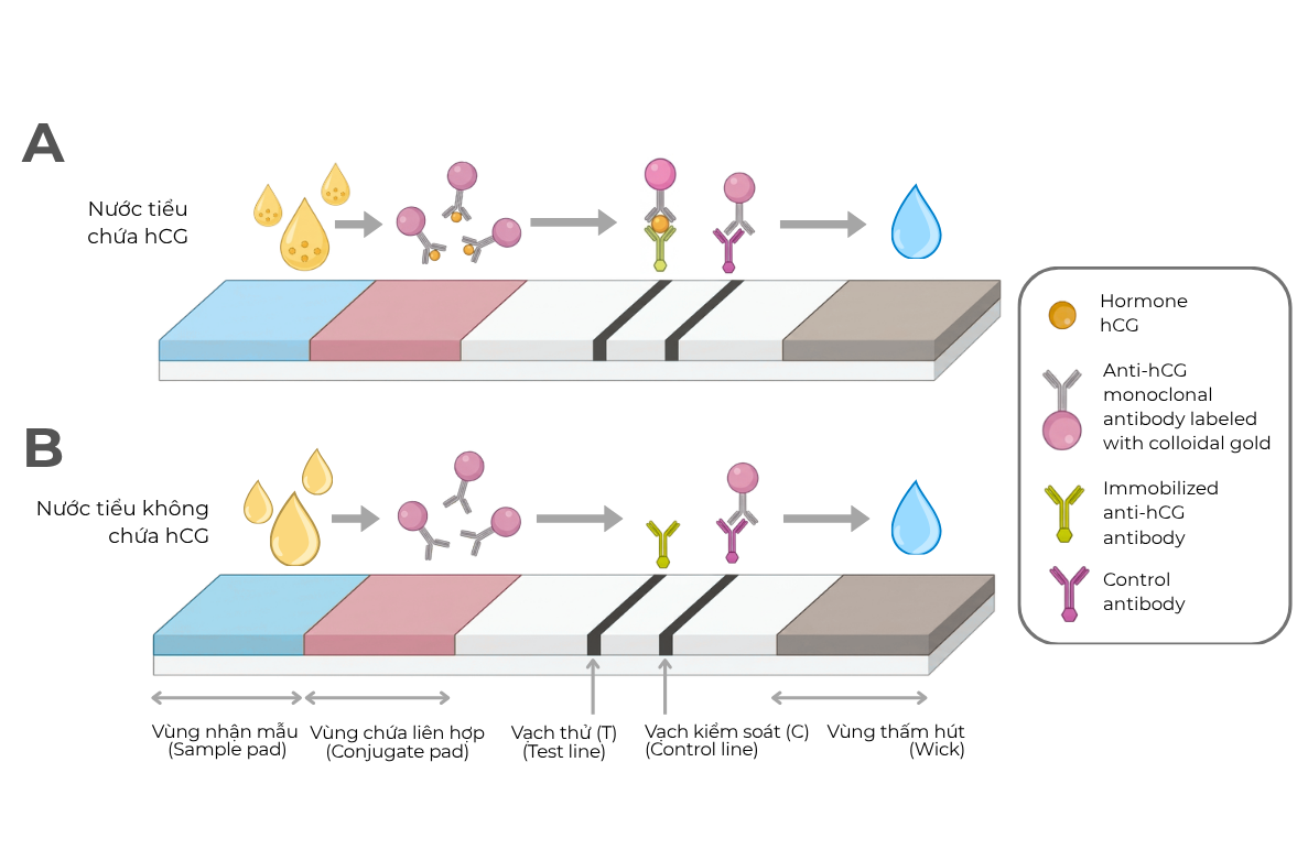 Nguyên lý hoạt động của que thử thai. Mẫu thử nước tiểu chứa hCG. B. Mẫu thử nước tiểu không chứa hCG Vùng nhận mẫu (Sample pad): Nơi nhỏ nước tiểu vào que thử. Vùng liên hợp (Conjugate pad): Chứa các kháng thể đơn dòng kháng hCG (anti-hCG monoclonal antibodies) ở dạng di động, được gắn nhãn (enzyme hoặc hạt vàng keo-colloidal gold) để tạo tín hiệu màu. Vạch thử (Test line - T): Chứa các kháng thể kháng hCG cố định (immobilized anti-hCG antibodies). Vạch kiểm soát (Control line - C): Chứa các kháng thể kiểm soát cố định (control antibodies). Vùng thấm hút (Wick/Absorbent pad): Tạo lực mao dẫn, giúp dung dịch di chuyển liên tục theo que thử.